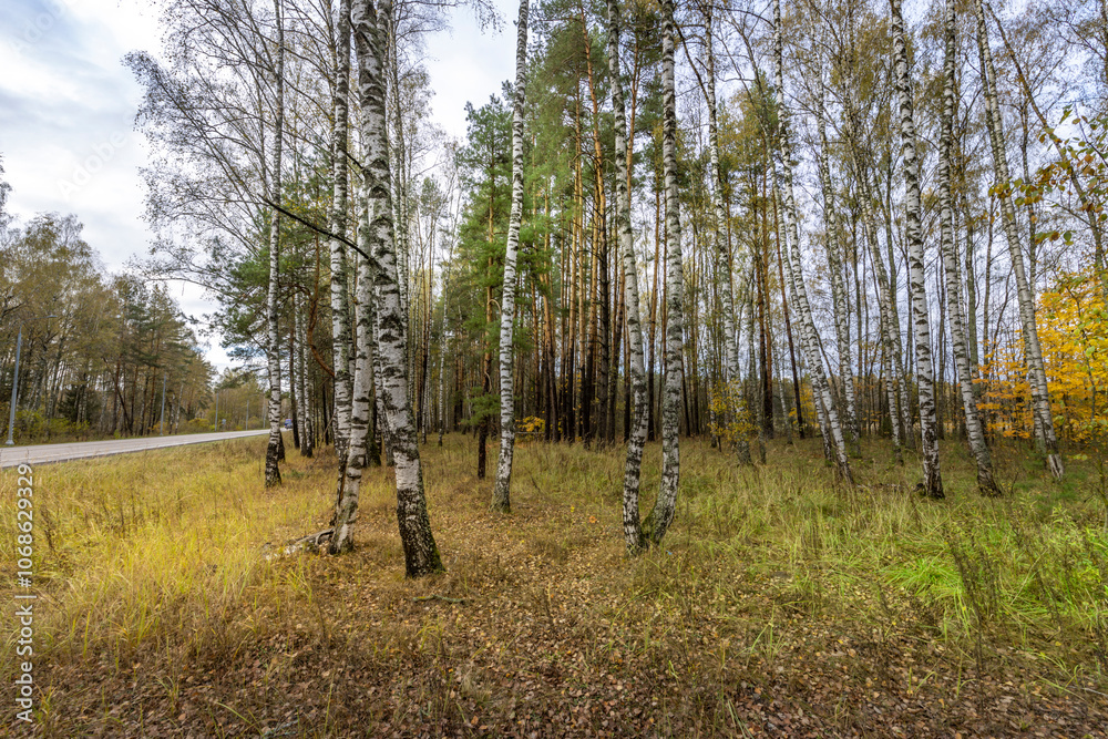 Obraz premium A forest with trees in various stages of fall
