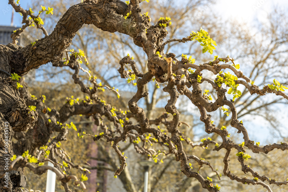 Fototapeta premium Tree with a twisted trunk and green leaves