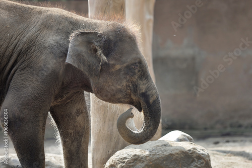 baby elephant in outdoor enclosure at the zoo photo