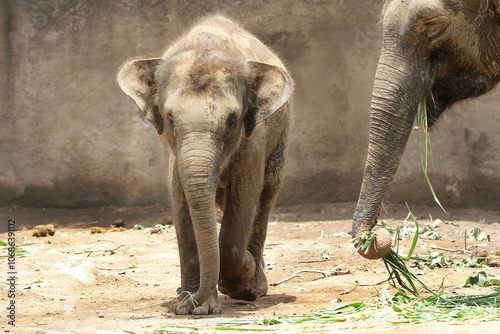 baby elephant in outdoor enclosure at the zoo photo