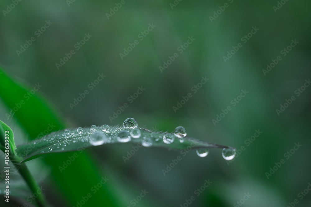 Morning dewdrops on a green leaf with bokeh background. Macro photography. Morning dewdrops on a green leaf with bokeh background. Macro photography.