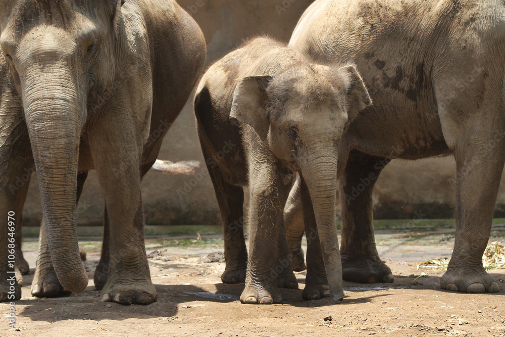 Obraz premium baby elephant in outdoor enclosure at the zoo