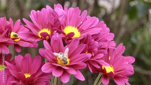 Flower fly (Anthomyia) on a chrysanthemum flower in an autumn park.