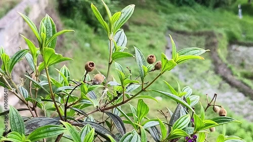 Video closeup melastoma plants or barbados gooseberry swaying in the wind photo