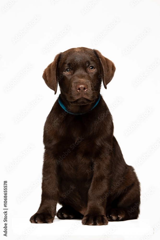Chocolate Labrador Retriever puppy on a uniform background Chocolate Labrador Retriever puppy on a uniform background