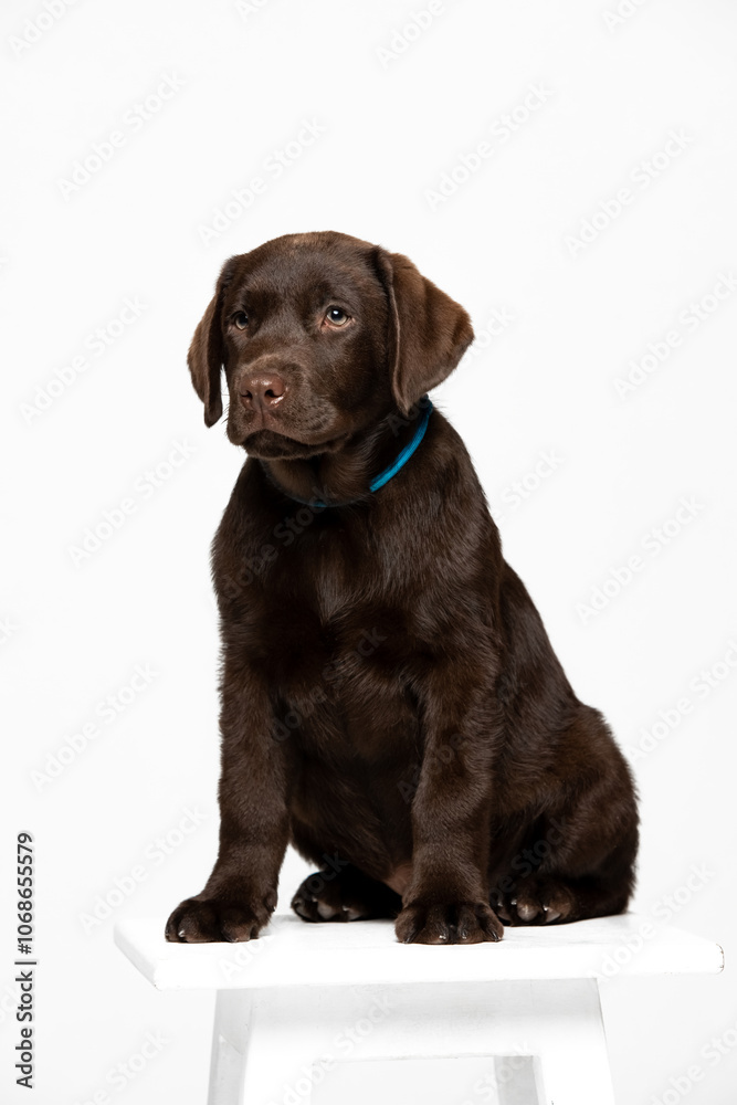Chocolate Labrador Retriever puppy on a uniform background Chocolate Labrador Retriever puppy on a uniform background