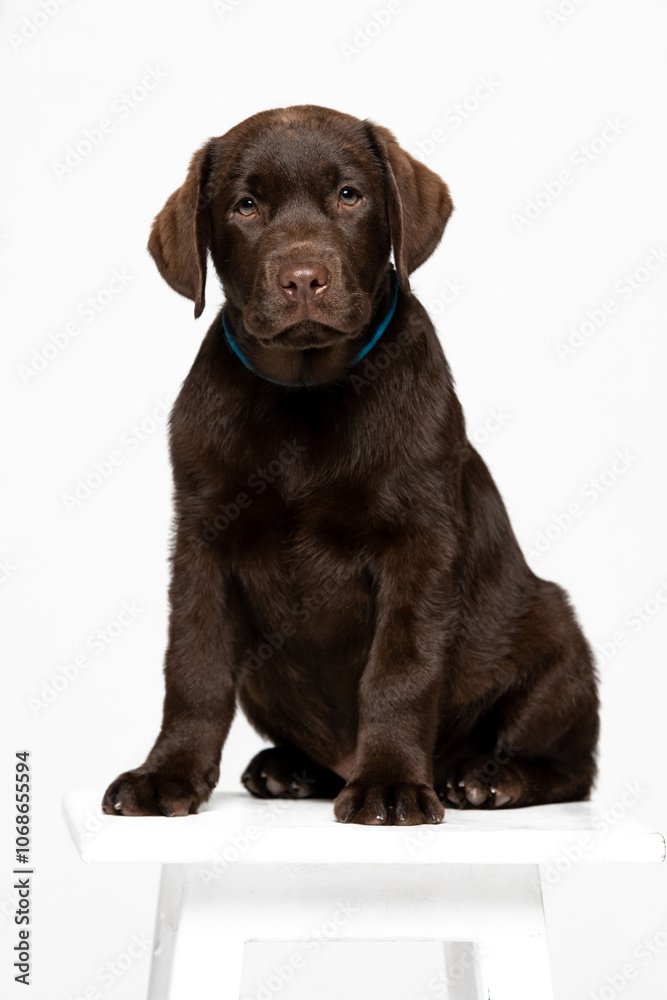 Chocolate Labrador Retriever puppy on a uniform background Chocolate Labrador Retriever puppy on a uniform background