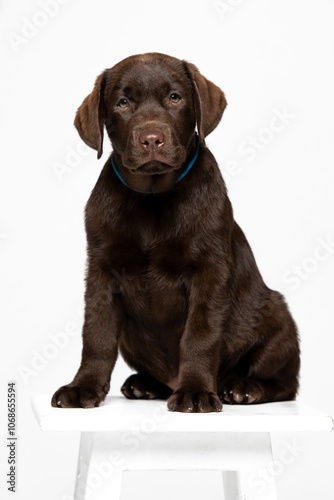 Chocolate Labrador Retriever puppy on a uniform background