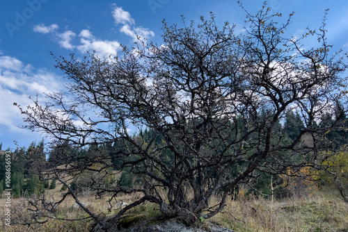 A tree with black scary branches grows in the mountains