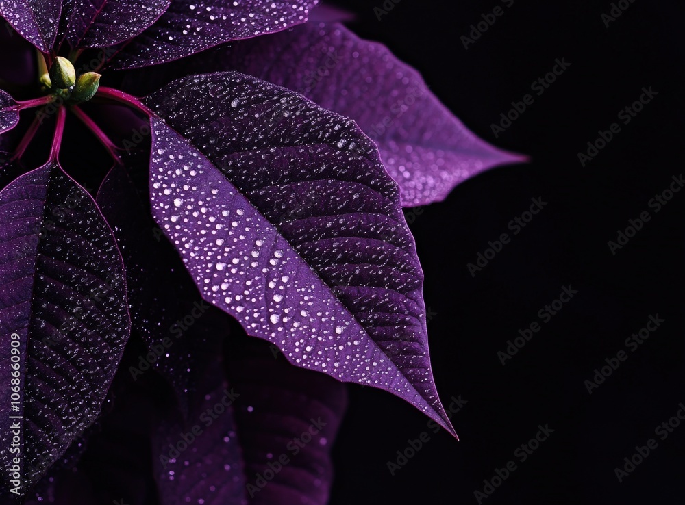 Close-up of dark purple leaves with dew drops. Close-up of dark purple leaves with dew drops.