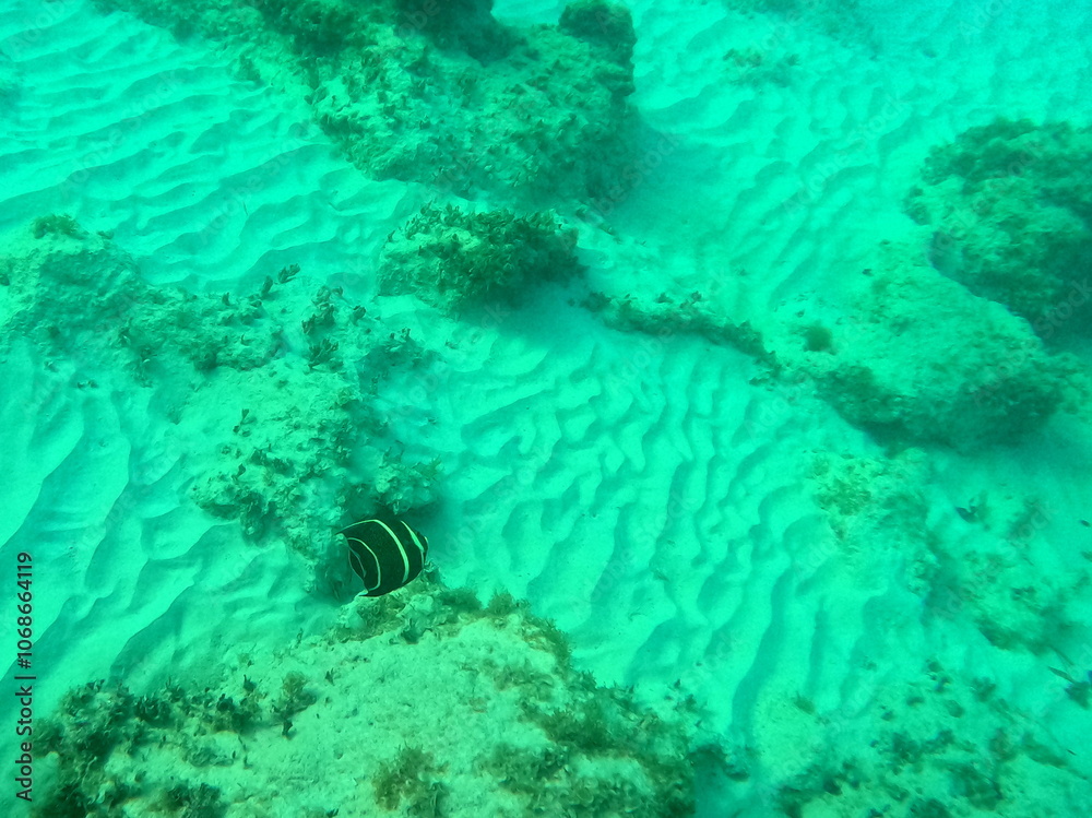 Fototapeta premium french angelfish, pomacanthus paru in caribbean sea in guadeloupe, in tropical sea water, snorkeling and underwater photo