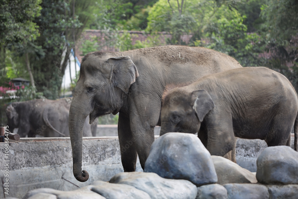 Fototapeta premium baby elephant with its mother in the zoo