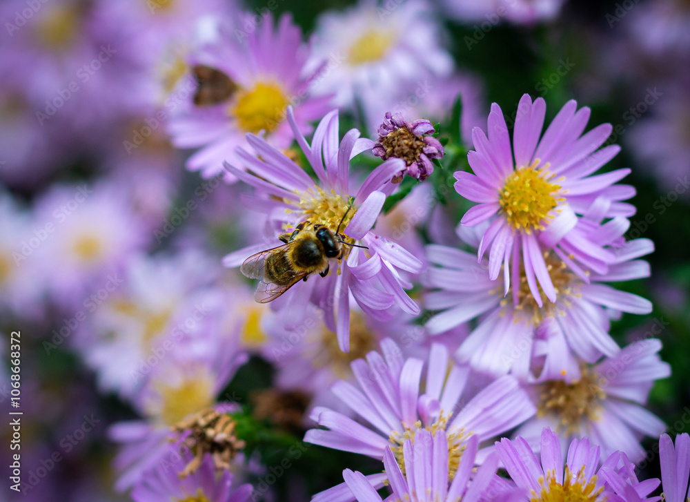 bee on a flower bee on a flower