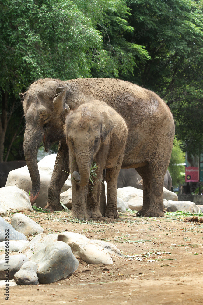 Fototapeta premium baby elephant with its mother in the zoo