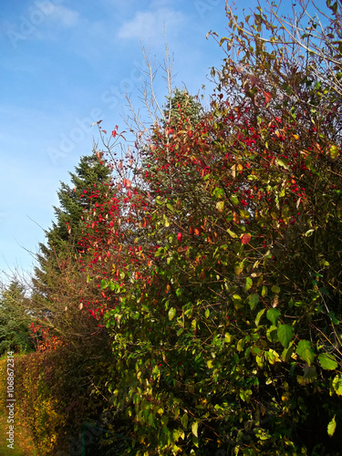 Obraz na płótnie Naturlandschaft im Herbst in der schönen Uckermark w salonie