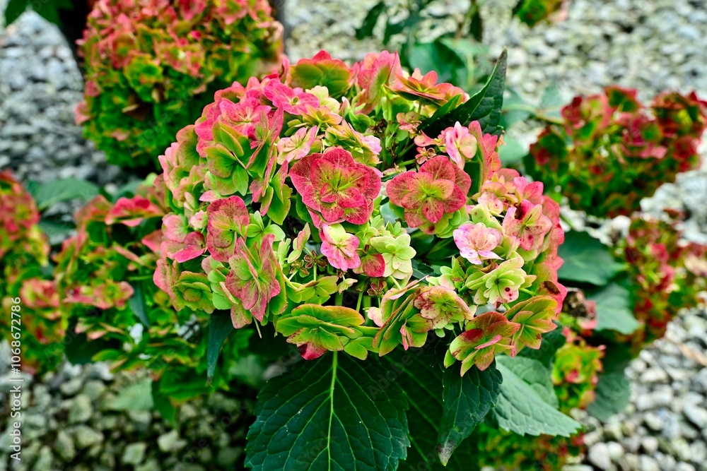 Vibrant hydrangea flowers in bloom Vibrant hydrangea flowers in bloom
