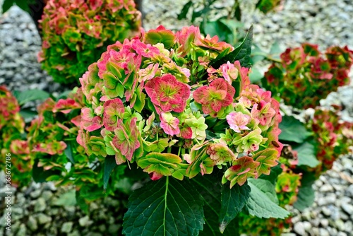 Vibrant hydrangea flowers in bloom