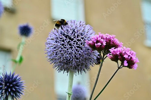Fototapeta Naklejka Na Ścianę i Meble -  Bumblebee on Allium Flower