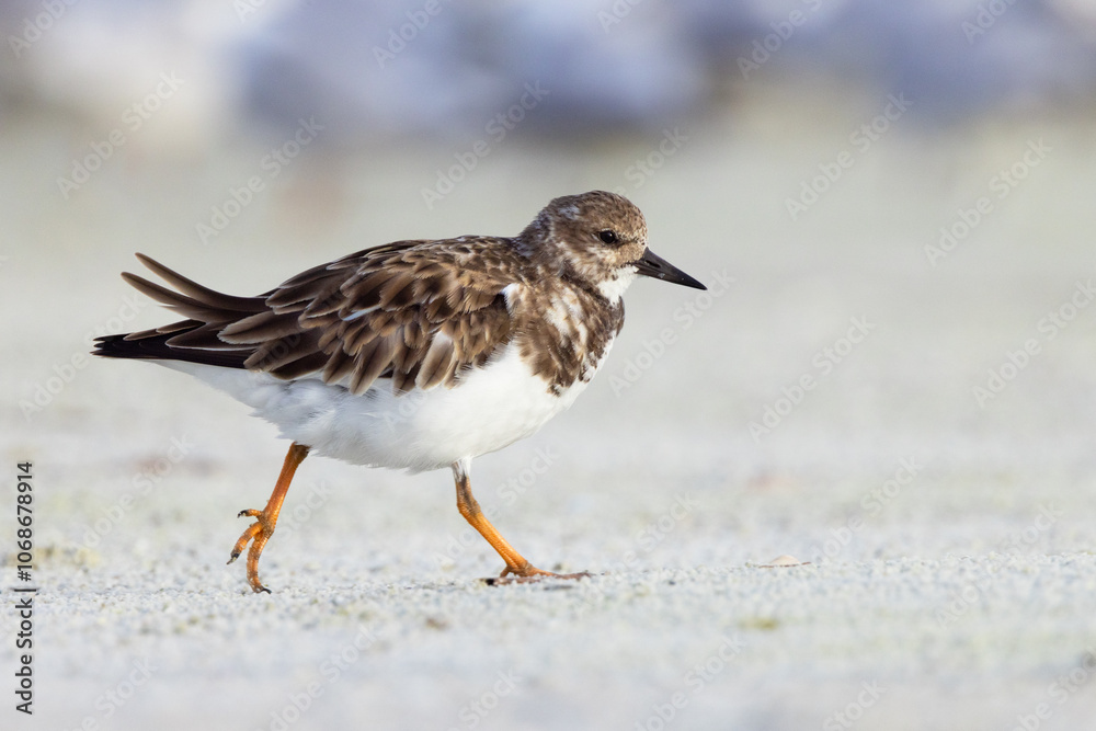 A ruddy turnstone (Arenaria interpres) — a cute bird on the beach — at north Lido Key, Florida A ruddy turnstone (Arenaria interpres) — a cute bird on the beach — at north Lido Key, Florida