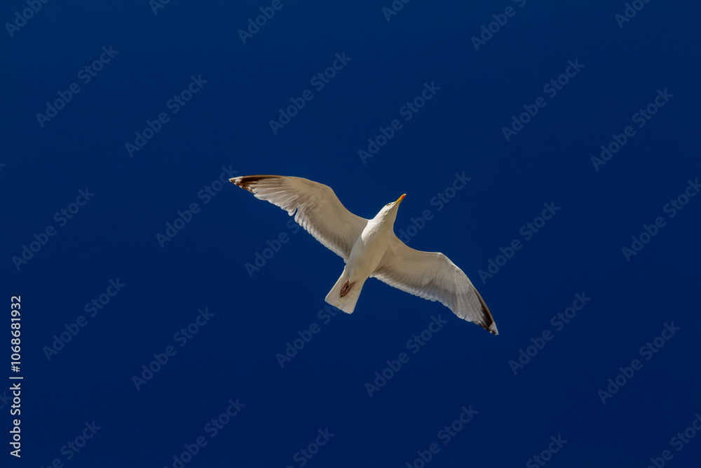 A graceful seagull soars high against a vibrant deep blue sky, wings outstretched, gliding effortlessly. A graceful seagull soars high against a vibrant deep blue sky, wings outstretched, gliding effortlessly.