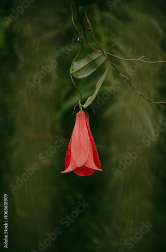 Minimal red flower in a forest