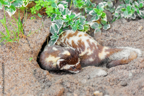 Фотография Marbled polecat, Vormela peregusna - small mammal belonging to the genus Vormela within the mustelid subfamily Ictonychinae
