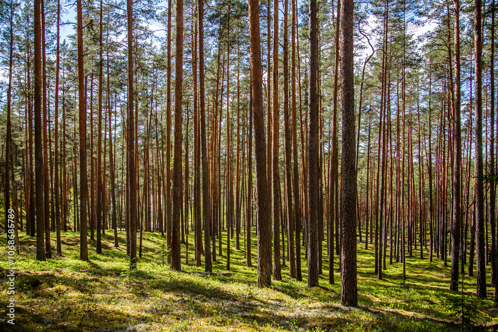 A mature coniferous forest on a late summer day in Latvia, Northern Europe A mature coniferous forest on a late summer day in Latvia, Northern Europe