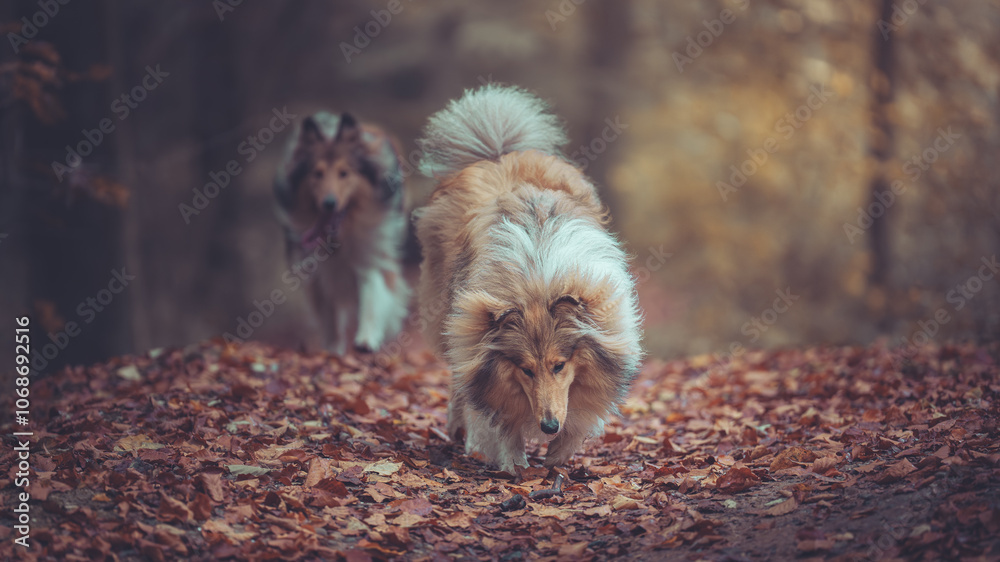 Fototapeta premium 2 schöne rough Collies sable white Langhaar britisch spielen im Lauf miteinander outdoor im goldenen Herbst Wald Var. 2