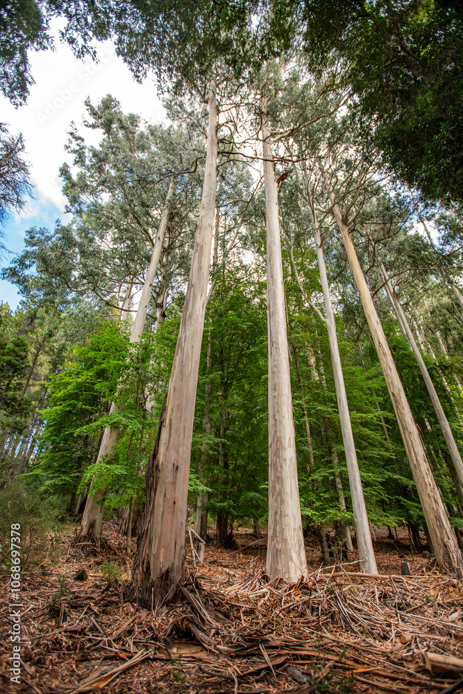 Tall Eucalyptus trees growing on Victoria Island Tall Eucalyptus trees growing on Victoria Island