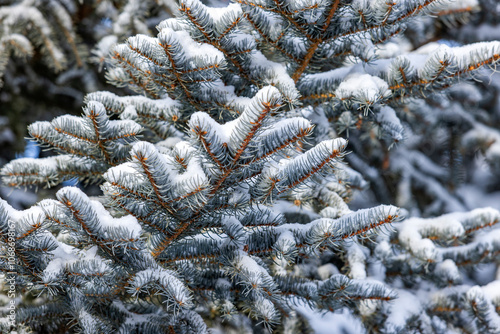 Close-up of pine branches covered with fresh snow photo