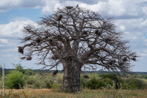 Tall African baobab that has many branches, nature of Tanzania photo