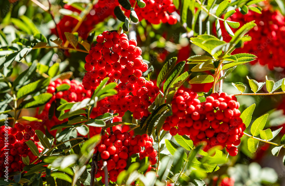 Close-up of bunches of red berries on mountain-ash