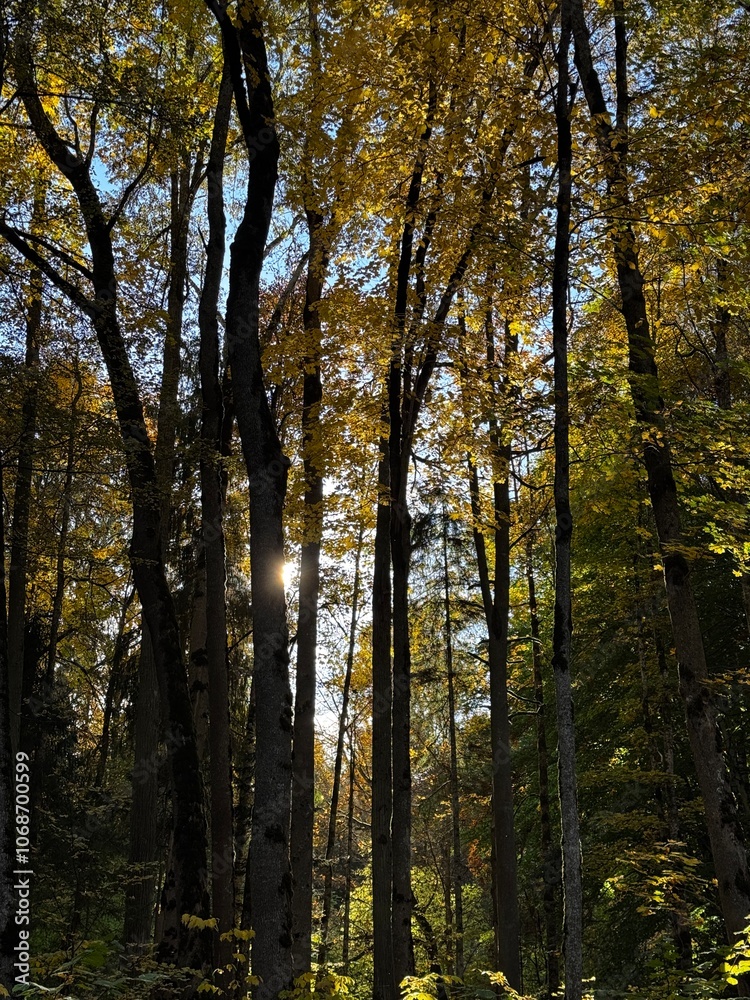 Fototapeta premium autumn in the forest