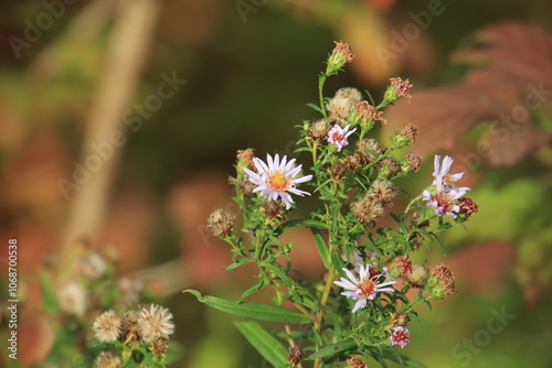 bee on a flower