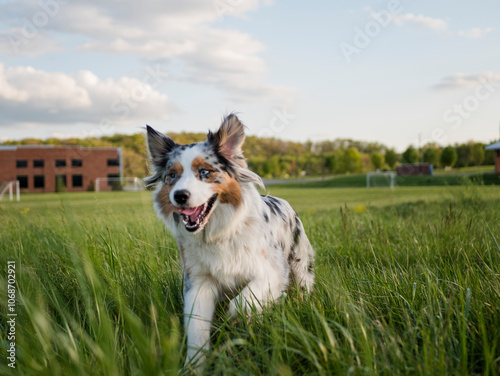 USA, Virginia, Blacksburg, Blue merle Australian Shepherd running in grassy field photo