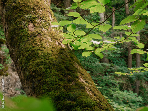 USA, Virginia, Blacksburg, Moss covered tree trunk in forest photo