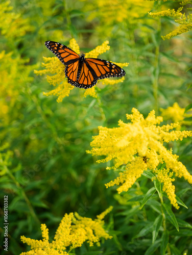 USA, Virginia, Blacksburg, Monarch butterfly on goldenrod