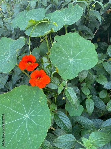 orange flower and green leaf