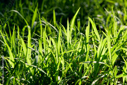 USA, New York State, New York City, Close-up of blades of grass in sunlight photo