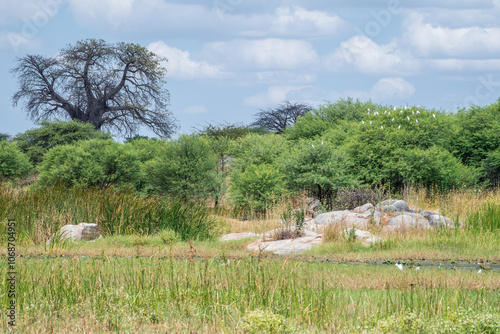 Tall African baobab that has many branches, nature of Tanzania