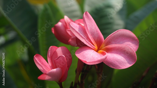 Blooming pink frangipani flowers in the garden. Plumeria flowers.