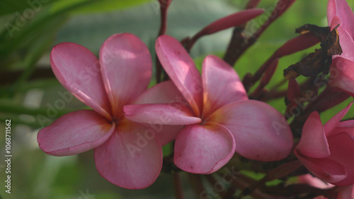 Blooming pink frangipani flowers in the garden. Plumeria flowers.