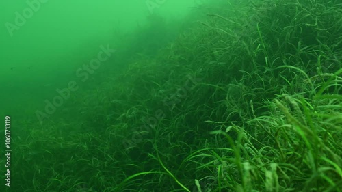 Exploring the underwater plant life in a lush freshwater lake photo