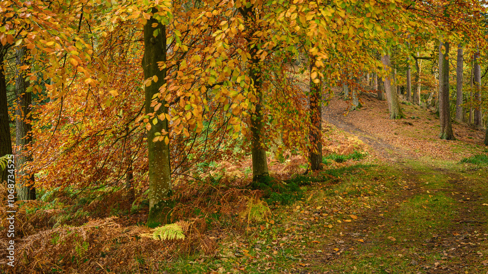 Pathway through Morralee Woodland, located at Allen Banks in the English county of Northumberland and is popular with walkers Pathway through Morralee Woodland, located at Allen Banks in the English county of Northumberland and is popular with walkers
