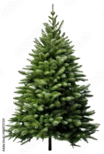 Christmas tree plant pine fir.