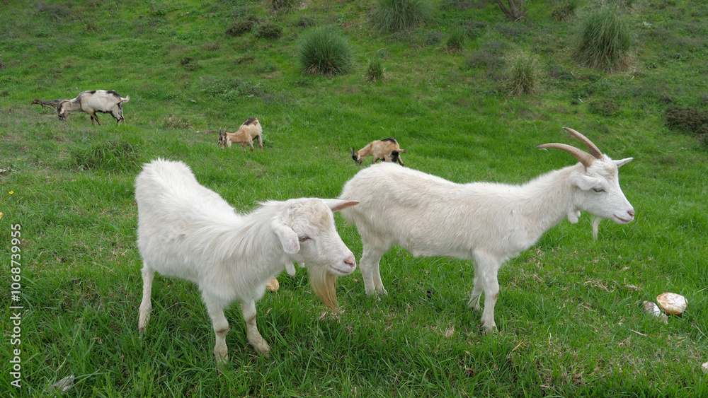 Pair of white goats standing side by side at the top of a green hill, with other goats grazing below.