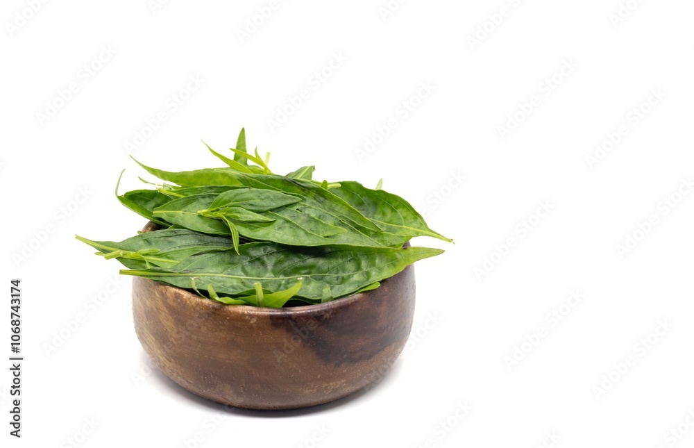 Green Chiretta or Kalmegh Leaves in a Wooden Bowl Isolated on White Background with Copy Space, Also Known as Andrographis Paniculata, Uses Ayurvedic Herbal Medicine Green Chiretta or Kalmegh Leaves in a Wooden Bowl Isolated on White Background with Copy Space, Also Known as Andrographis Paniculata, Uses Ayurvedic Herbal Medicine