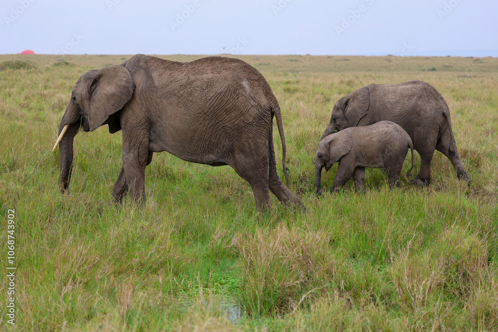 Herd of elephants grazing in African savanna Herd of elephants grazing in African savanna