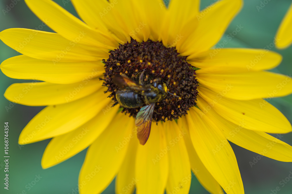 Sunflower with a Busy Bee Collecting Pollen Sunflower with a Busy Bee Collecting Pollen