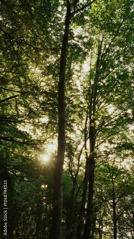 Risskov Forest With Towering Trees And Warm Sunlight Risskov Forest With Towering Trees And Warm Sunlight